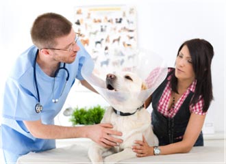 Curso Auxiliar de Veterinaria Prixline