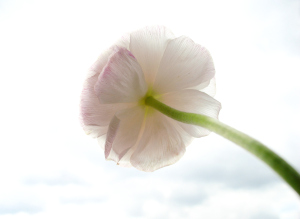 peony-rose-2-1193261